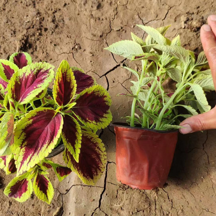 中嘉种植基地彩叶草批发 多色彩叶草苗 观赏价值高