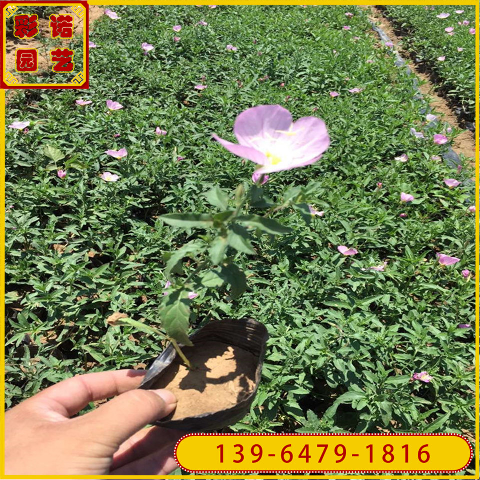 销售美丽月见草花苗 四季樱草小苗批发 月现草小杯苗