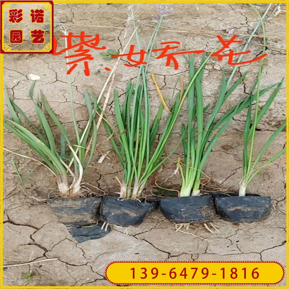 大量紫娇花黑杯苗 紫娇花小苗基地 宿根植物常年供应工程苗