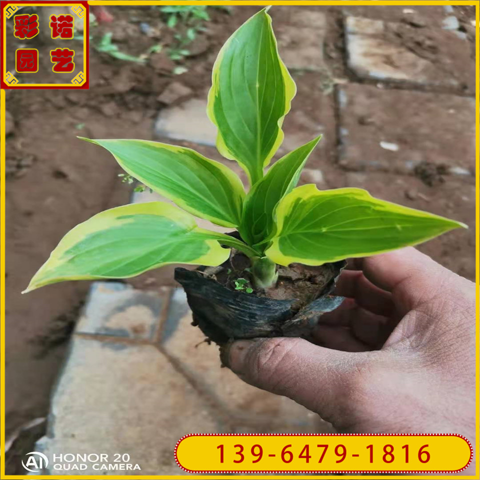 山东花叶玉簪小苗批发 青州金边玉簪花苗价格 玉簪苗供应