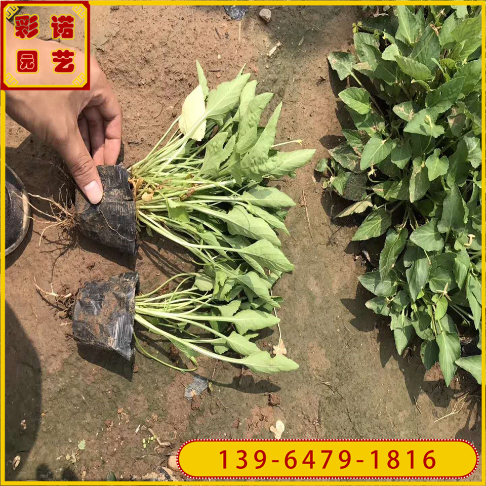 紫花地丁黑杯苗基地 紫花地丁小苗价格 绿化地丁绿化工程苗