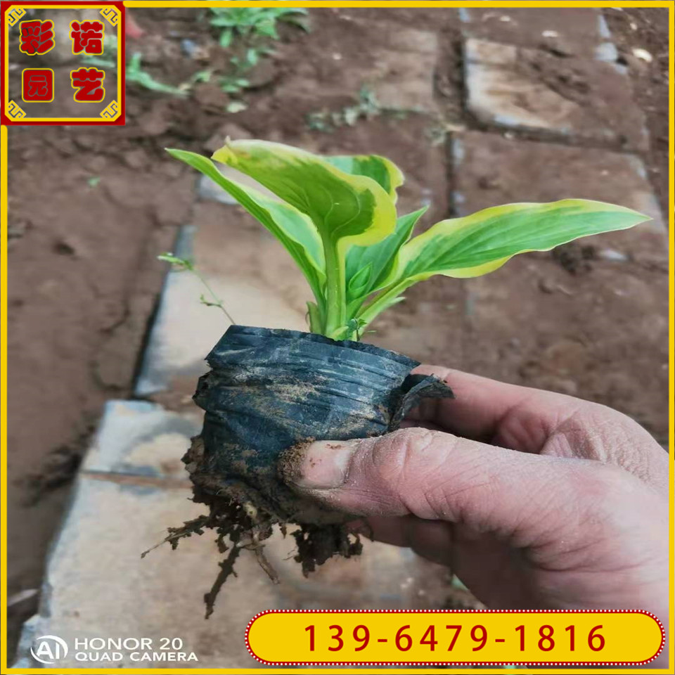 玉簪带土黑杯苗 青叶玉簪小苗 白花玉簪营养袋苗 绿化工程苗基地