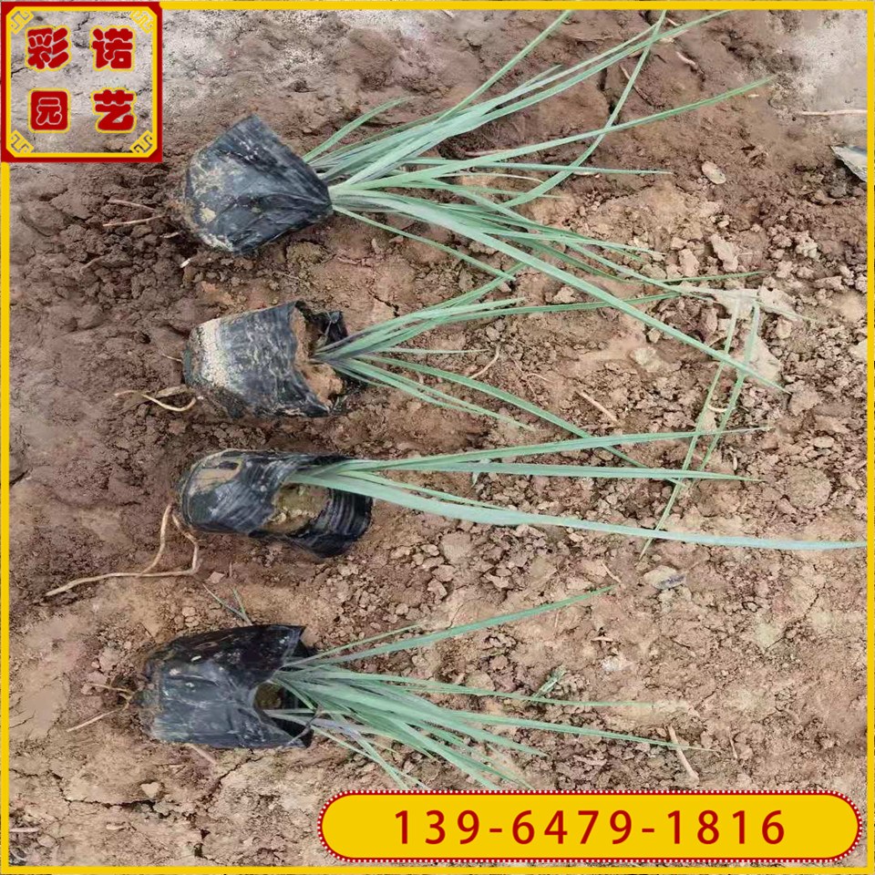 紫露草盆栽苗批发 青州花苗种紫娇花黑杯苗 紫露草小苗