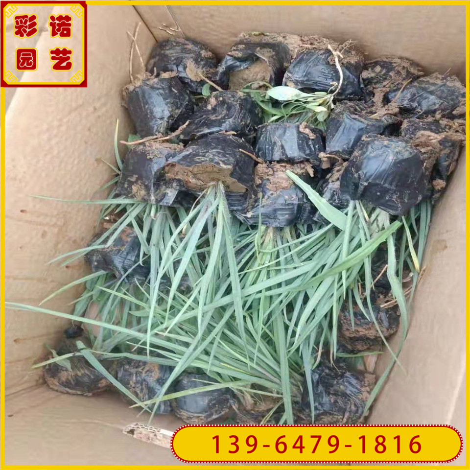 紫露草小皮桶苗 批发紫露草绿化工程苗 公园小区紫露草花苗供应