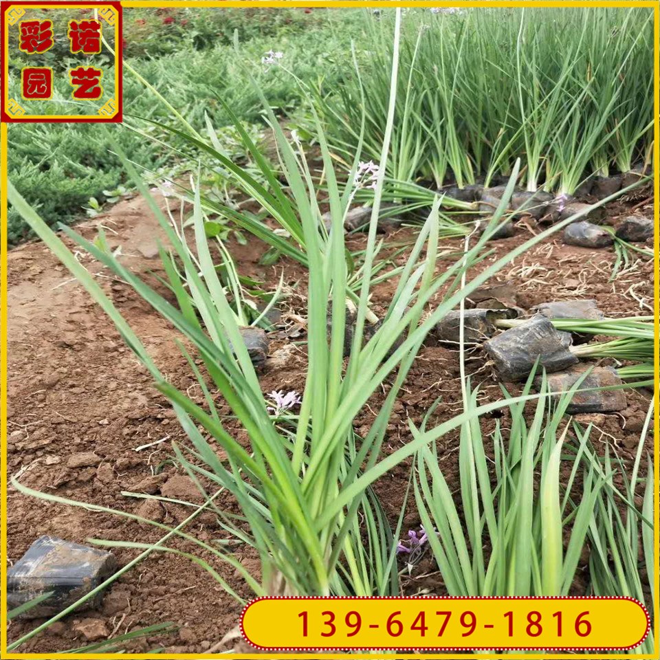 多芽紫娇花小苗种植基地 多年生花卉观赏草紫娇花苗价格