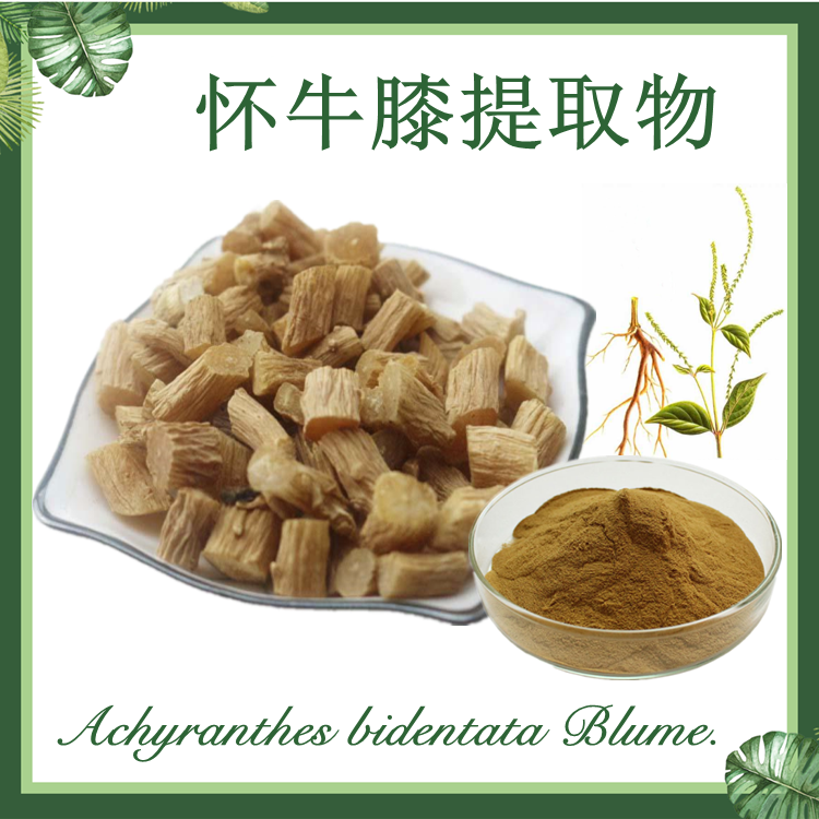 【慈缘生物】怀牛膝提取物 牛膝提取物 10:1
