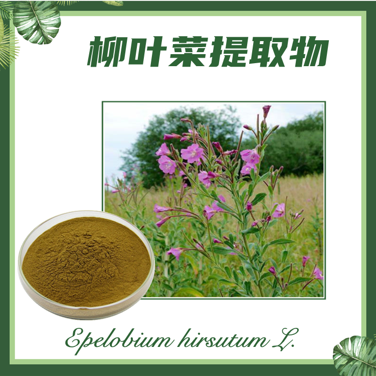 柳叶菜提取物 10:1 水丁香提取物 通经草提取物