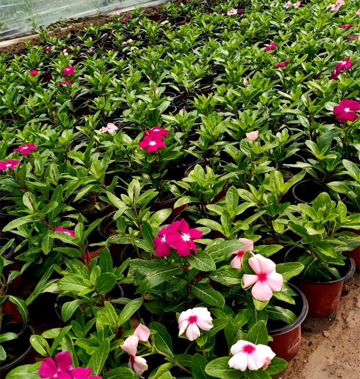 慧帆花卉 花苗供应 长春花种植基地 天天开