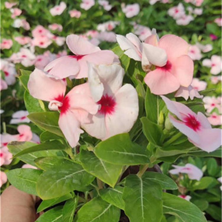 花期长 黑皮筒草花 双色盆长春花价钱 慧帆花卉