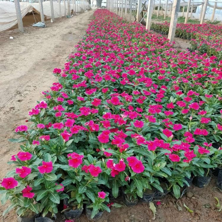 花坛长春花 青州天天开培育基地 慧帆花卉 报价合理