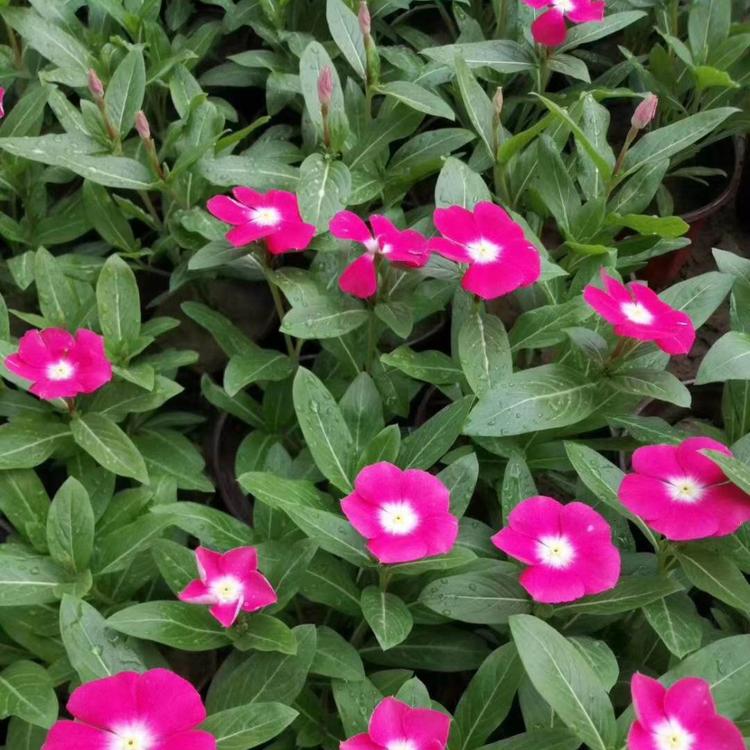 立体花坛花卉天天开 青州长春花 大量供应