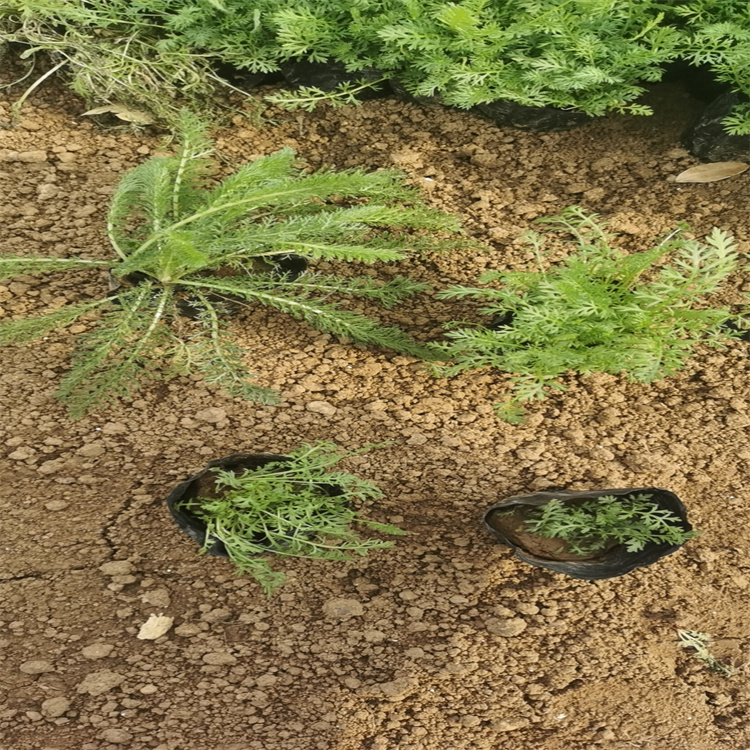 蓍草批发基地 出售蓍草小苗 欢迎致电咨询江瑞园艺