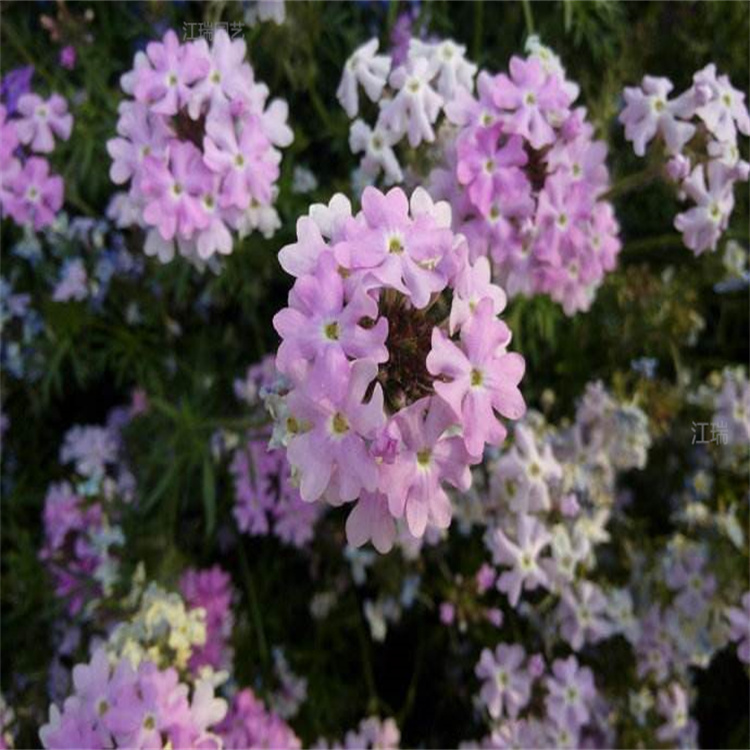 花境花卉细叶美女樱价格 多色美女樱出售 质优价廉 量大从优