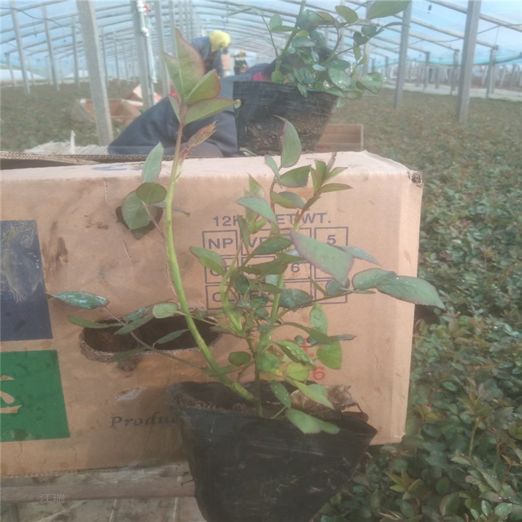 丰花月季种植基地 小区绿化丰花月季批发 江瑞月季