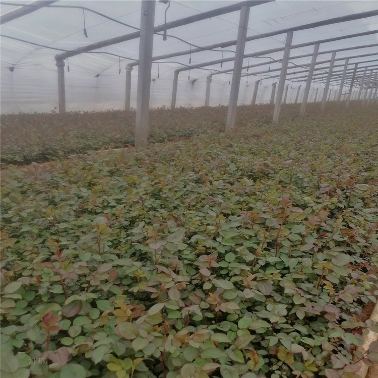 花坛用苗红帽月季批发 河北红帽月季现货供应 江瑞