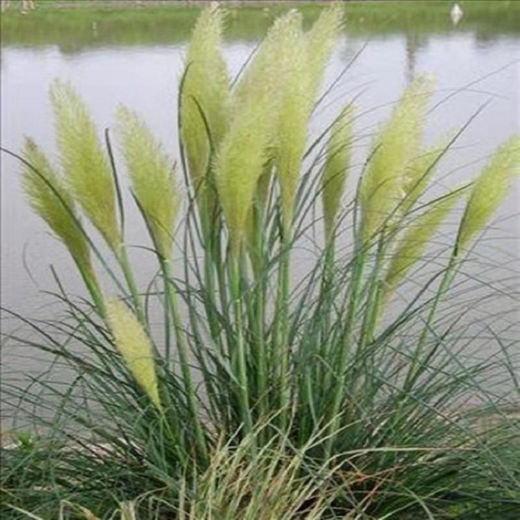 水生植物蒲苇 价格优惠 启点花卉矮蒲苇供应