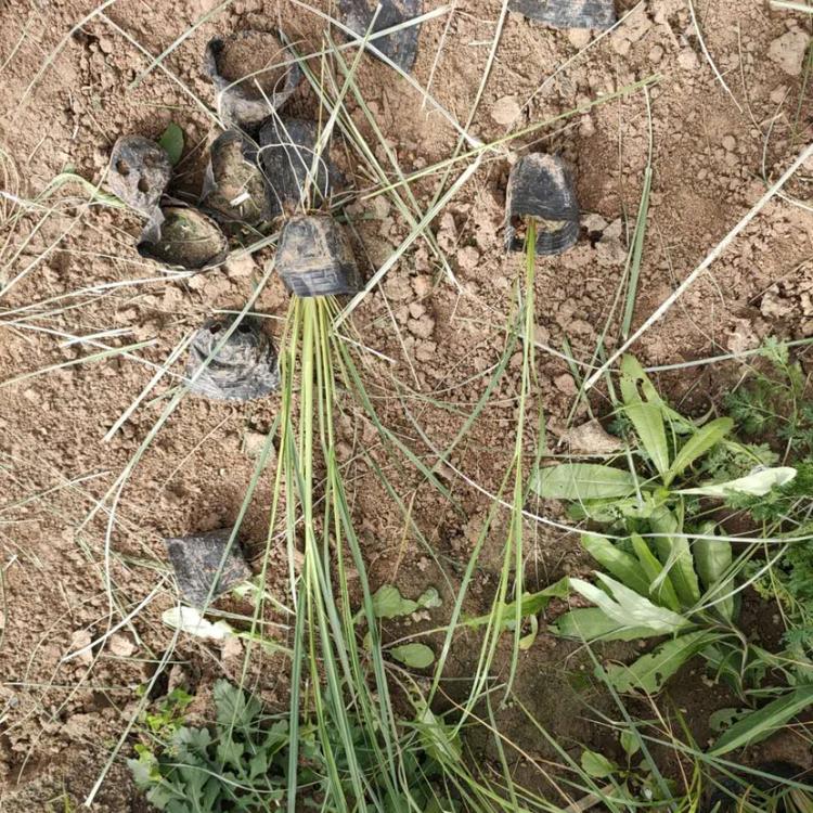 园林绿化用矮蒲苇 价格优惠 启点矮蒲苇价格