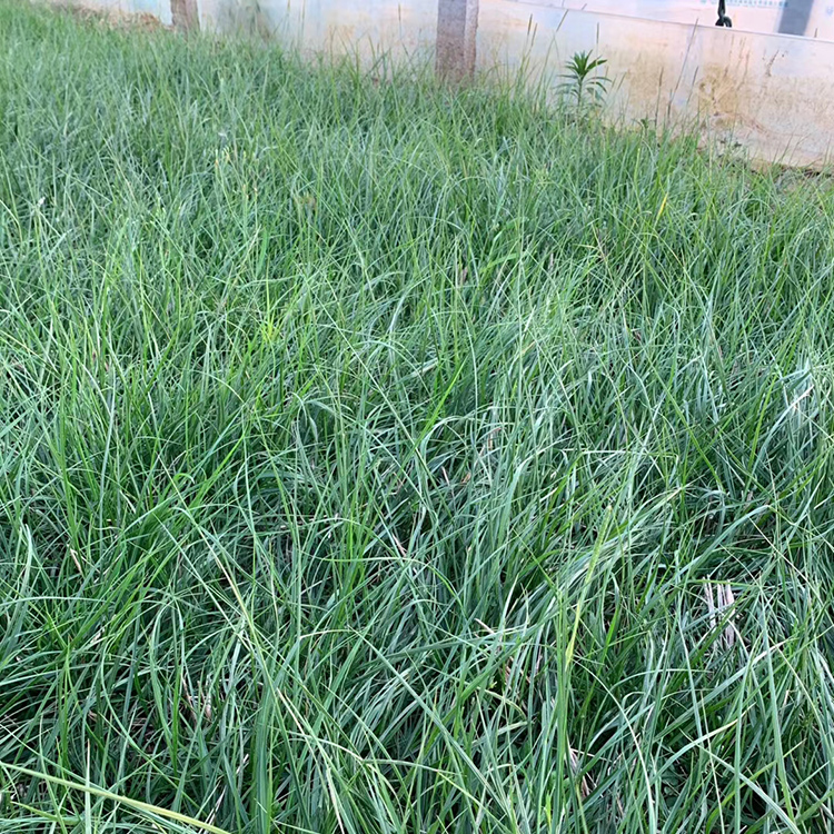 湿地绿化矮蒲苇袋苗 多年生草本植物 青州矮蒲苇行情