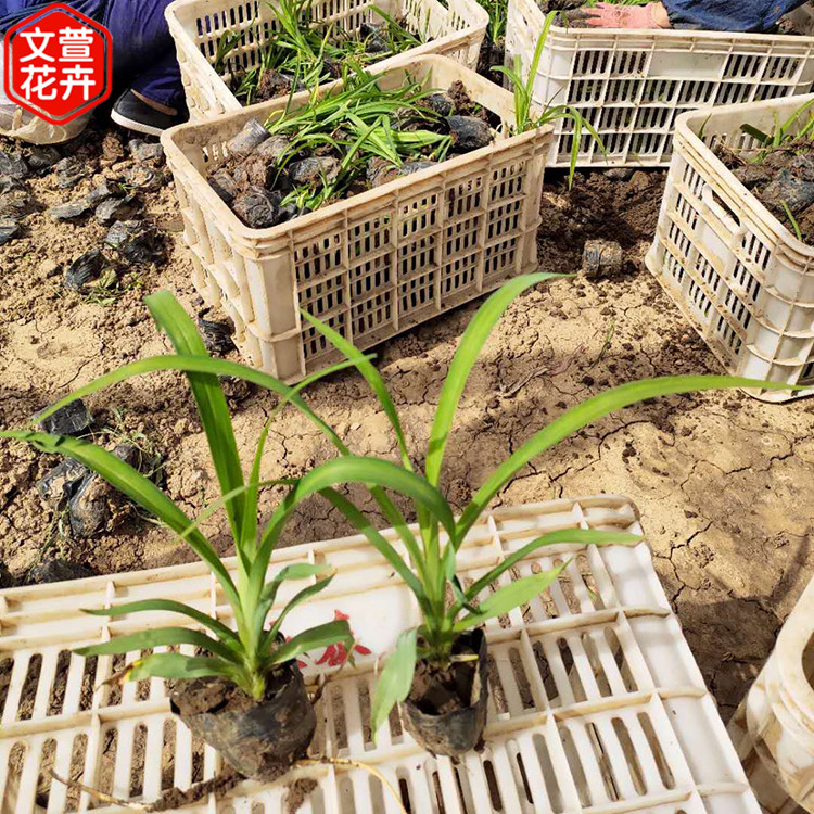 大花萱草批发 大量供应 大花萱草小苗 青州草花供应