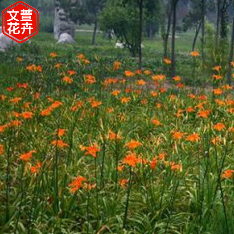 大花萱草批发 文萱花卉苗木 地栽大花萱草杯苗 青州草花供应
