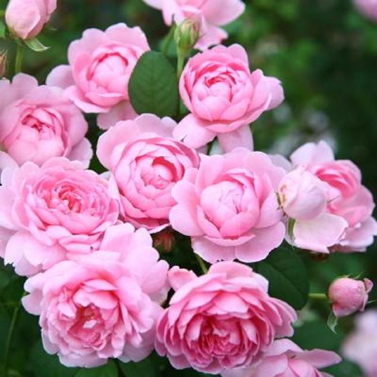 多色月季苗盆栽  大花月季价格  适用于美化庭院、装点园林