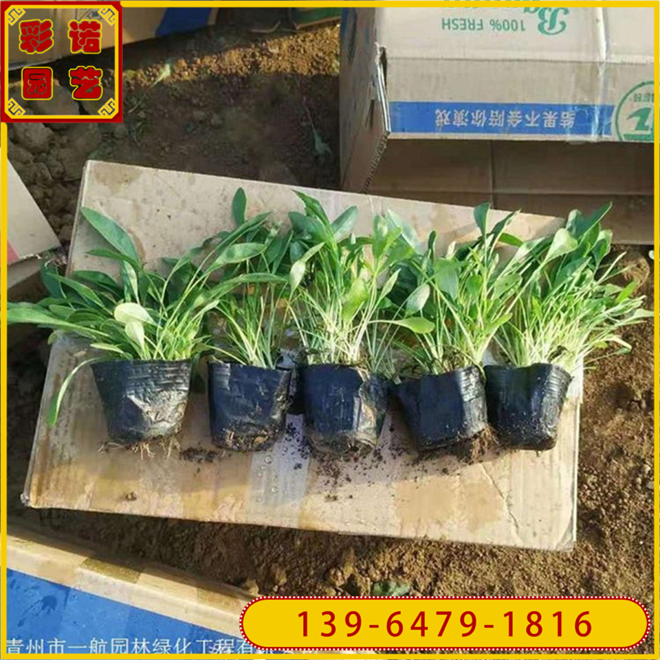 大花金鸡菊花苗种植基地 黄花重瓣金鸡菊小杯苗批发