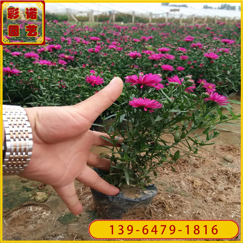 基地直供玫红色荷兰菊小苗 荷兰菊黑皮桶苗培育 四季荷兰菊批发价格