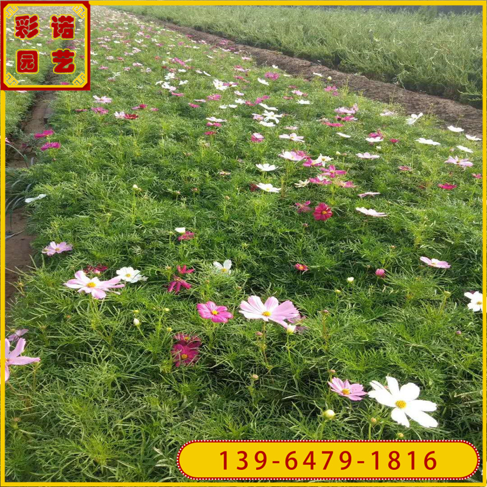 花期5-10月的波斯菊花苗 波斯菊黑杯苗基地 波斯菊杯苗