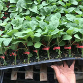 山东温室大棚种植长茄种苗   长茄种苗量大价优