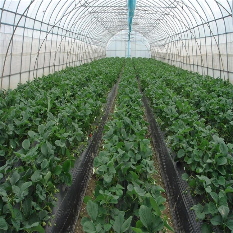 连栋薄膜温室设计 北方薄膜温室预算 花卉种植薄膜温室