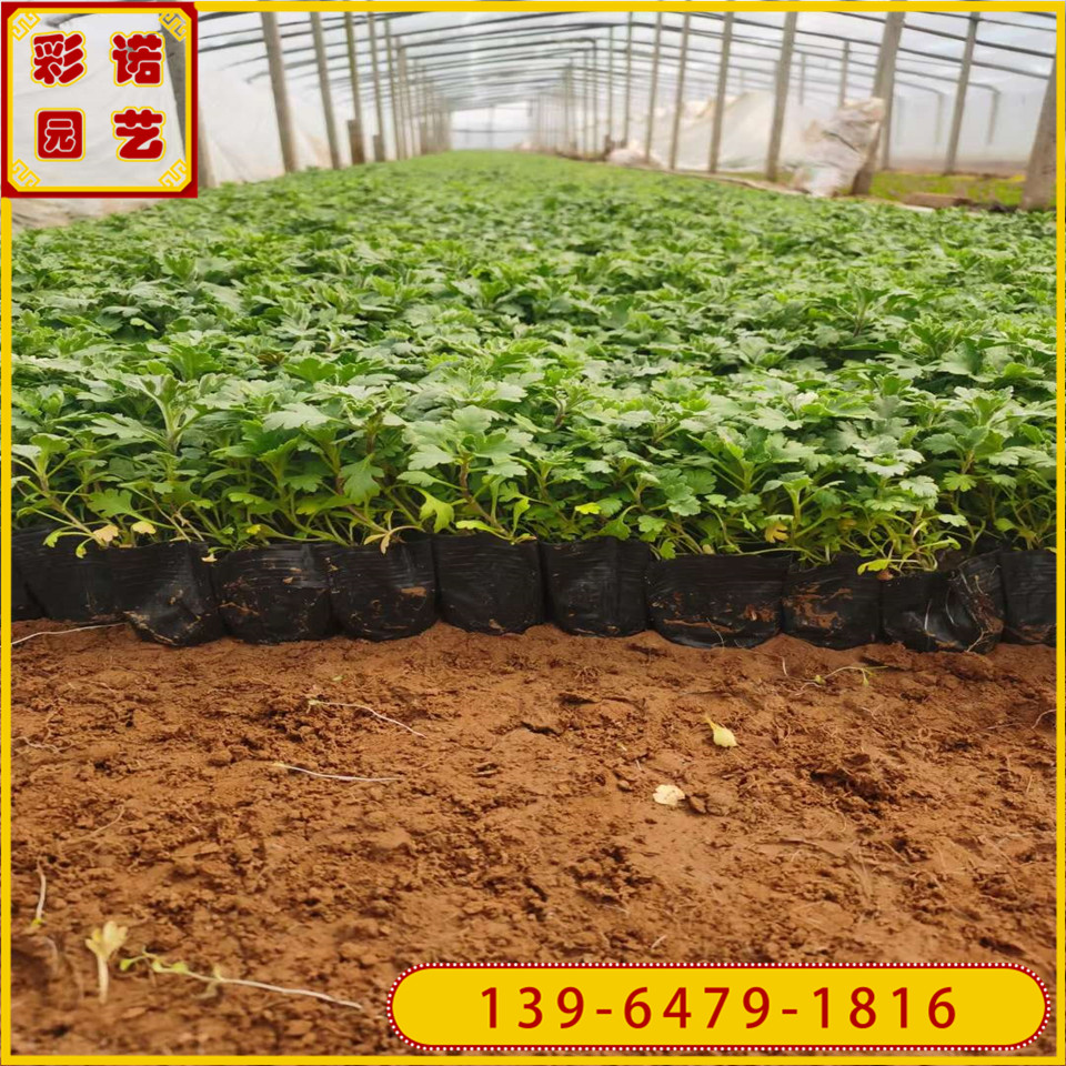 青州地被菊小杯苗 多色国庆菊苗 绿化观赏花卉地被菊花苗