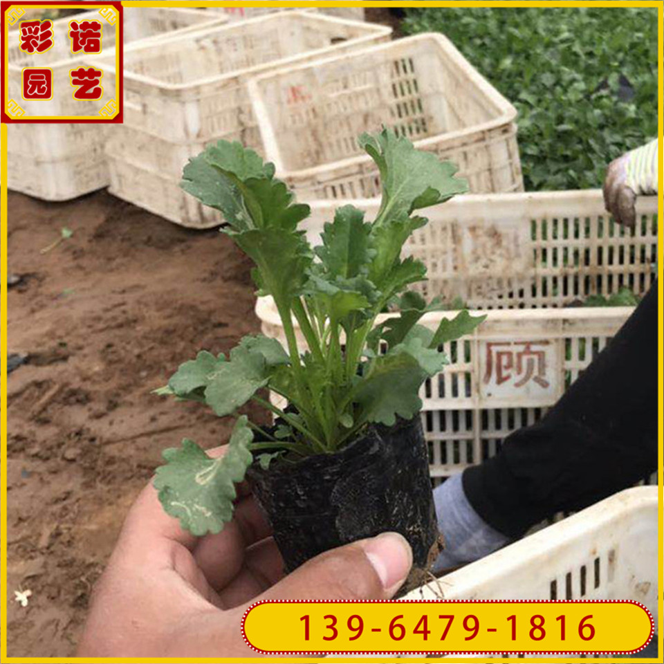 盆栽苗大滨菊小杯苗 青州基地批发白晶菊小苗 大滨菊容器苗