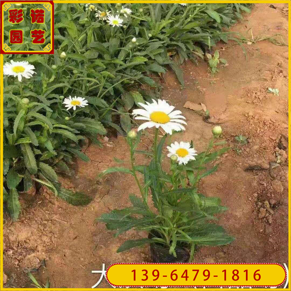 草花青州大滨菊小苗 山东大滨菊黑杯苗 大滨菊花苗