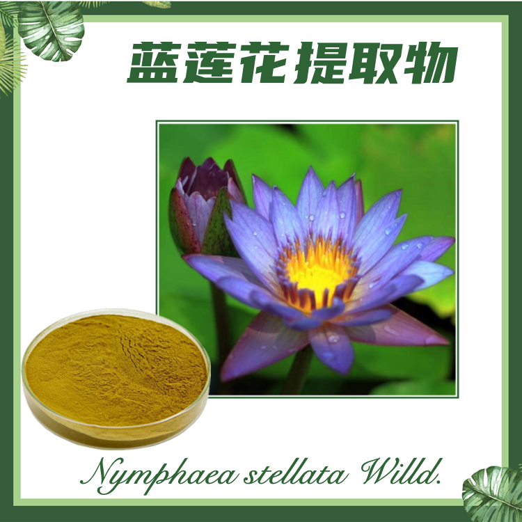 蓝莲花提取物10:1 蓝莲花粉 睡莲提取物