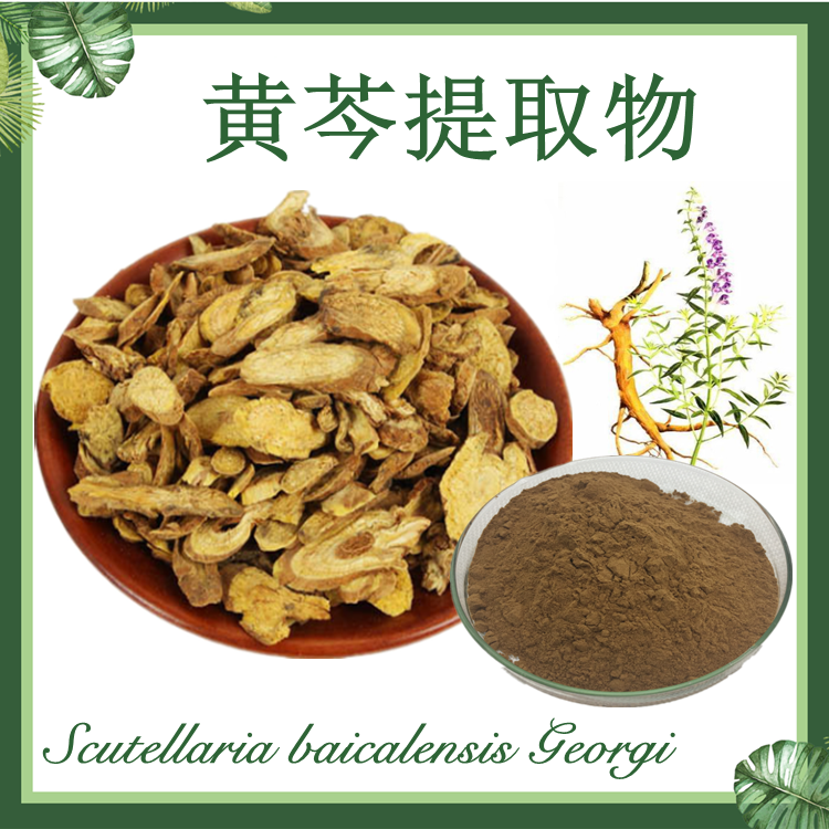 黄芩提取物10:1 山茶根提取物 现货供应