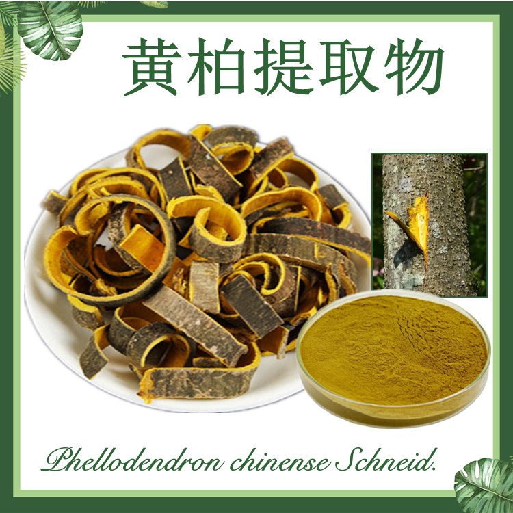 黄柏提取物 10:1 黄檗提取物 檗木提取物