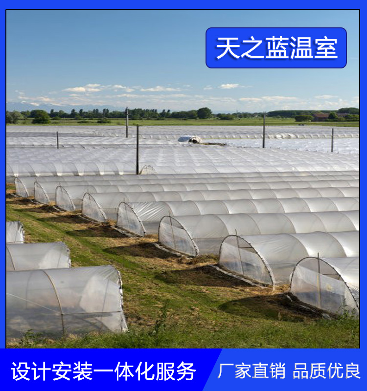 天之蓝   农业温室单栋大棚 杨桃温室大棚