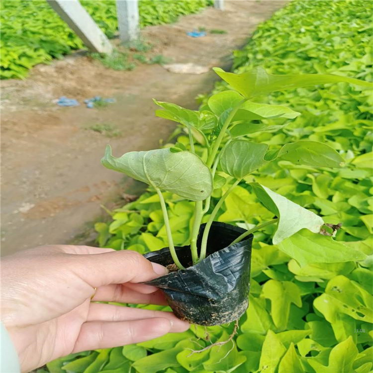 江瑞金叶署 价格低质量优 欢迎选购