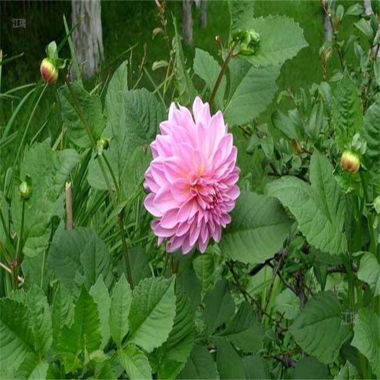 大盆多色大丽花基地 湖北大丽花价格 江瑞花卉