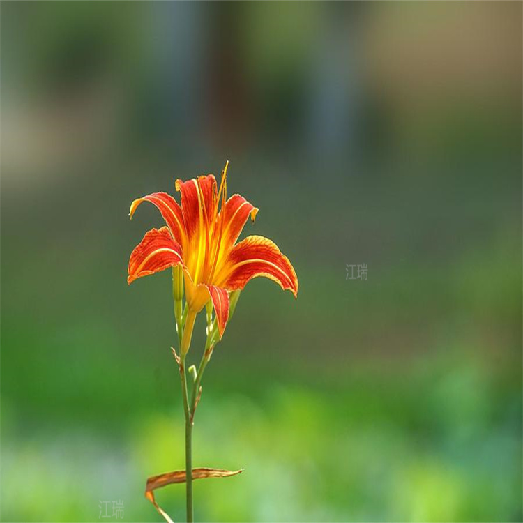 河南大花萱草出售 花径花卉大花萱草供应 成活高