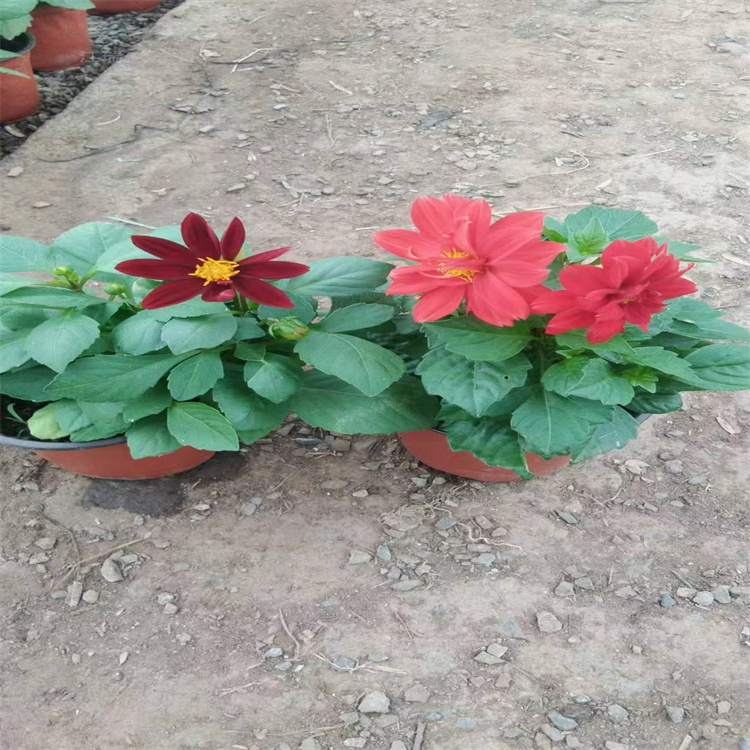 湖北小丽花出售 花海点缀小丽花 江瑞