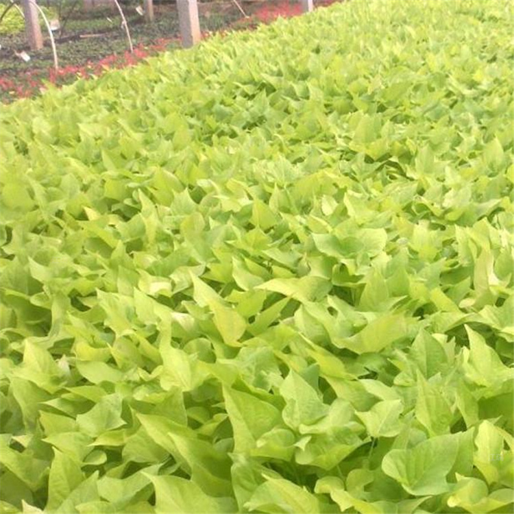 北京黄金薯基地 金叶署种植批发 好种植 易成活
