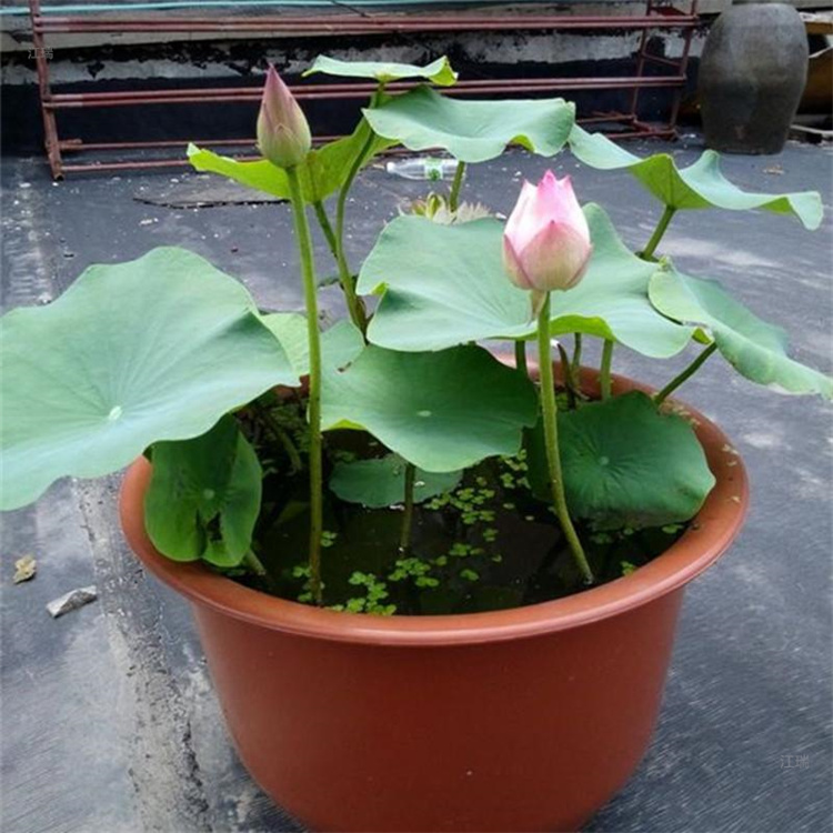 湖南荷花出售 开花荷花基地 规格齐全 质优价廉