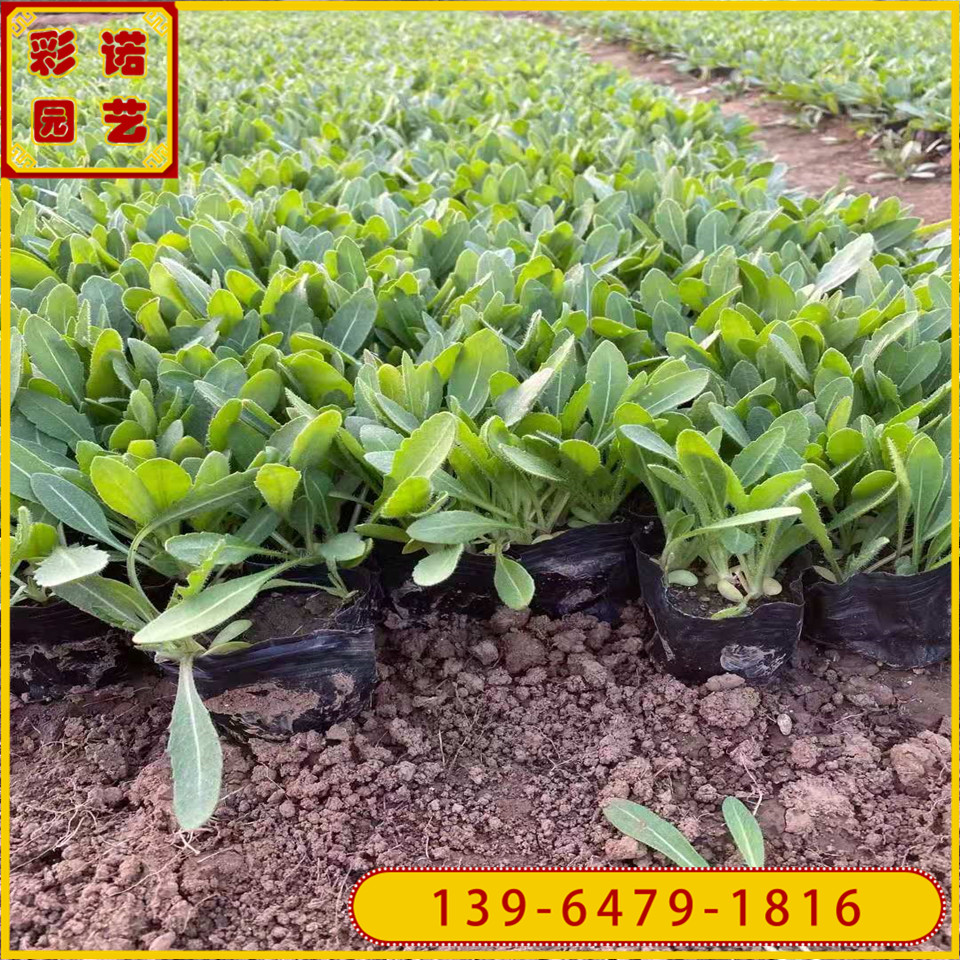 宿根天人菊盆苗 多年生虎皮菊杯苗 老虎皮菊耐干旱炎热
