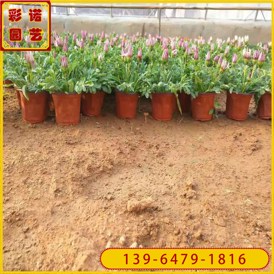双色杯勋章菊 宿根花卉多色勋章菊花苗 青州基地批发