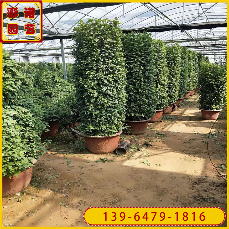 青州菊花造型花塔 绿化观赏花卉造型菊花花柱 公园景观菊花供应
