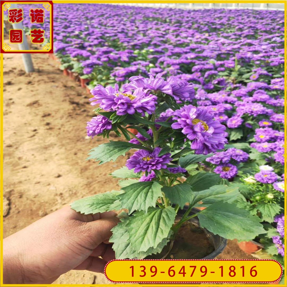 蓝色翠菊盆栽 节庆租摆观赏红色菊花  工程绿化草本花卉翠菊营养袋苗