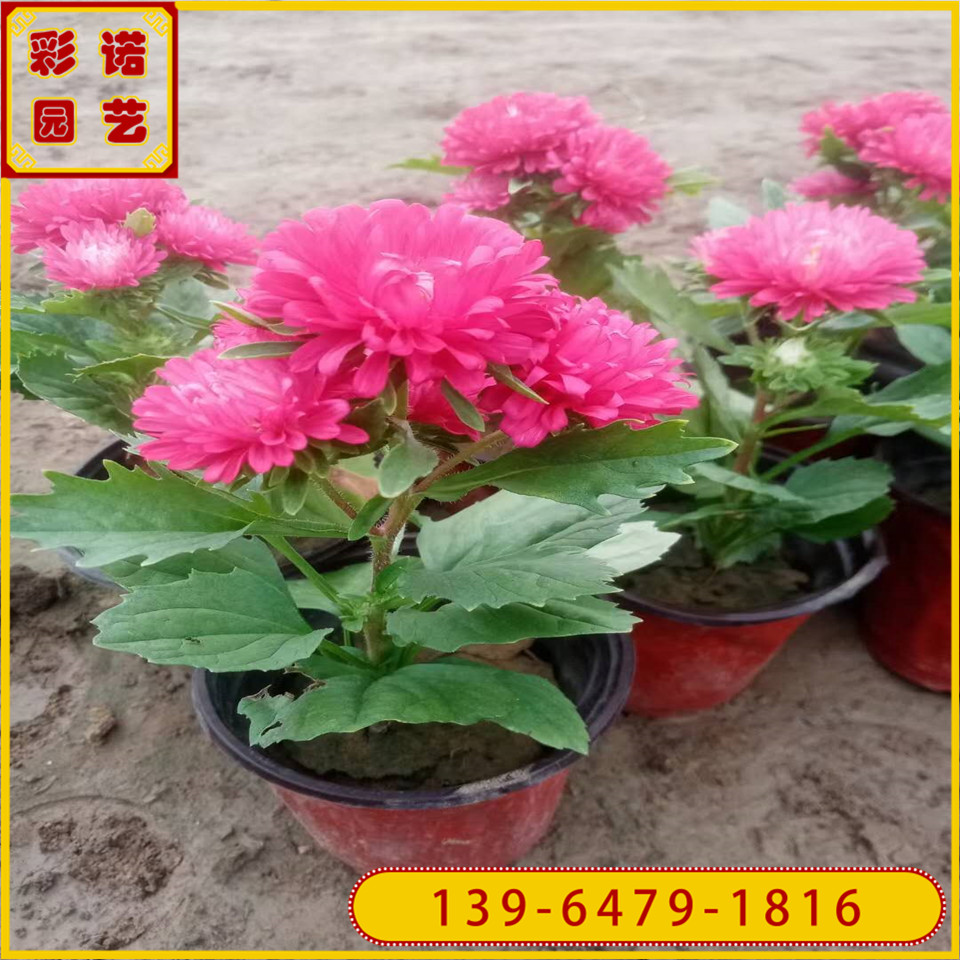 供应翠菊种苗 哪里有翠菊花苗 多色翠菊苗价格