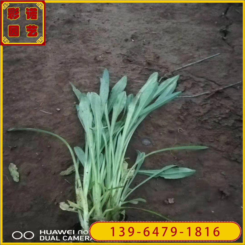 批发矢车菊小杯苗 矢车菊花苗供应 蓝芙蓉景区可盆栽