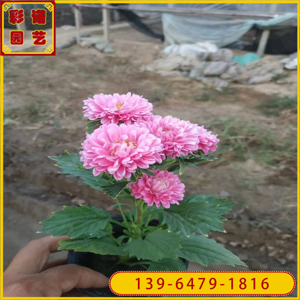 常年供应双色杯翠菊花苗 山东草花翠菊容器苗 厂家供应矮菊花